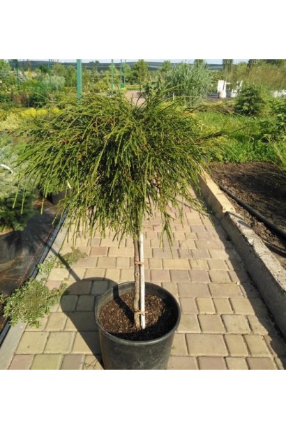 Туя складчаста Віпкорд на штамбі в контейнері